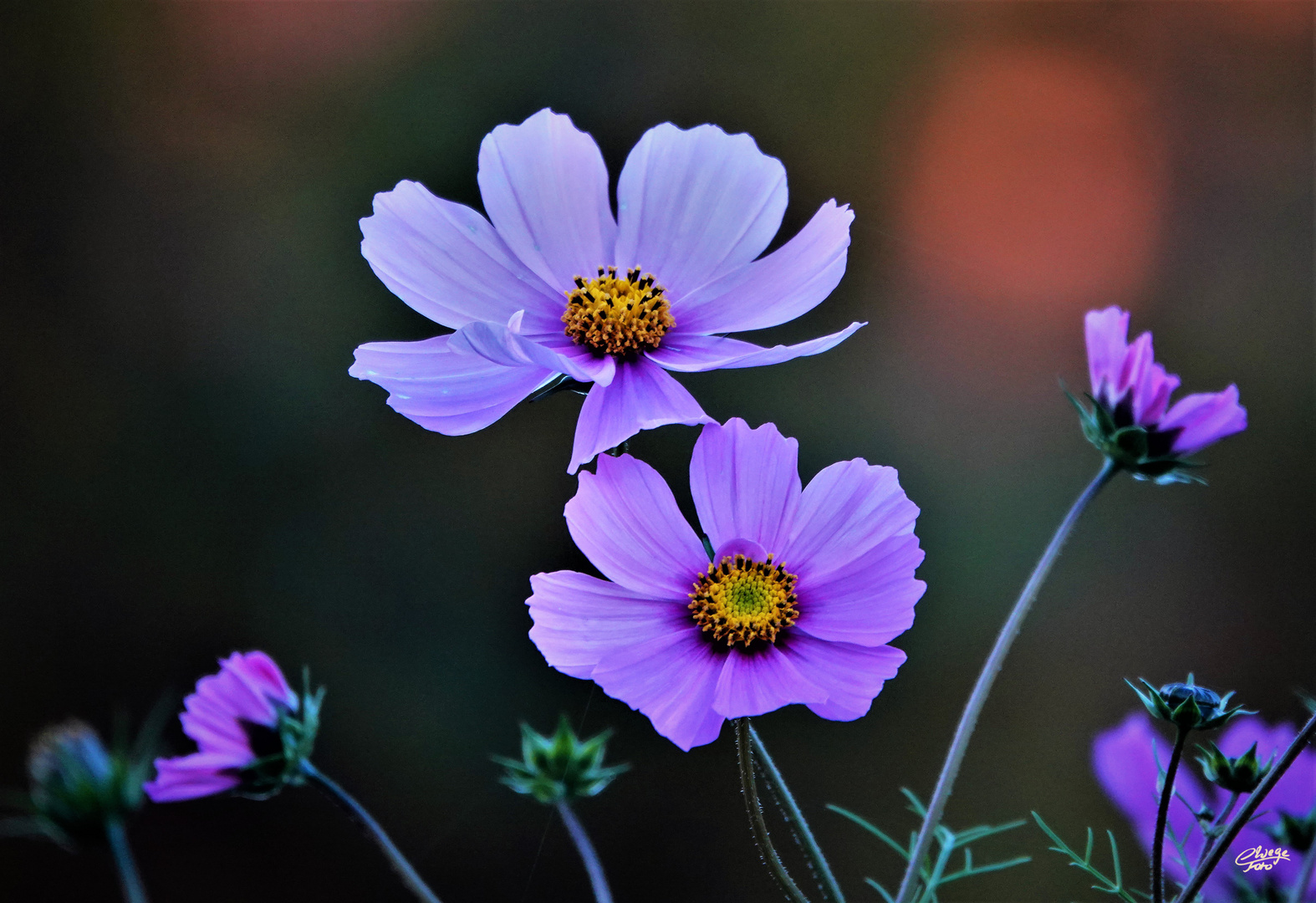 November-Cosmea