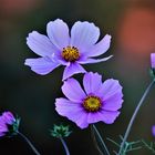 November-Cosmea