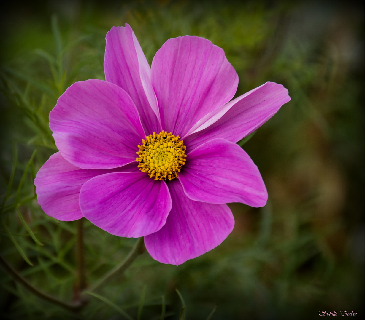 November Cosmea