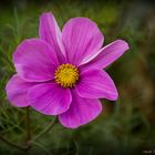 November Cosmea