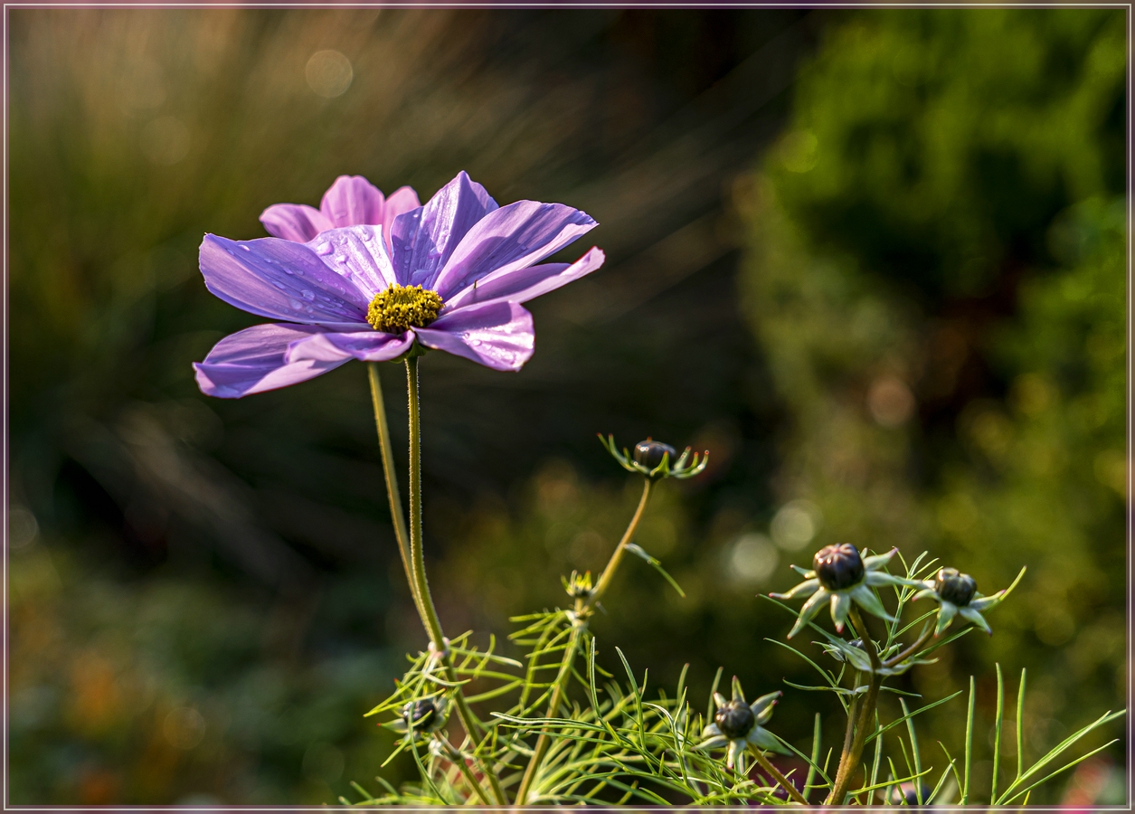 November-Cosmea