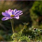 November-Cosmea