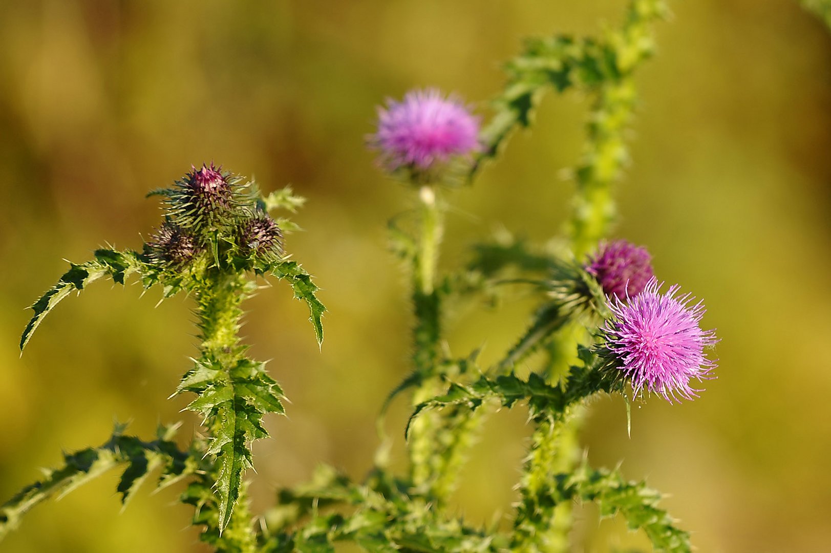 'November'-Distel - blüht wie im Frühjahr! Was ist mit den Jahreszeiten los?