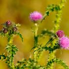 'November'-Distel - blüht wie im Frühjahr! Was ist mit den Jahreszeiten los?