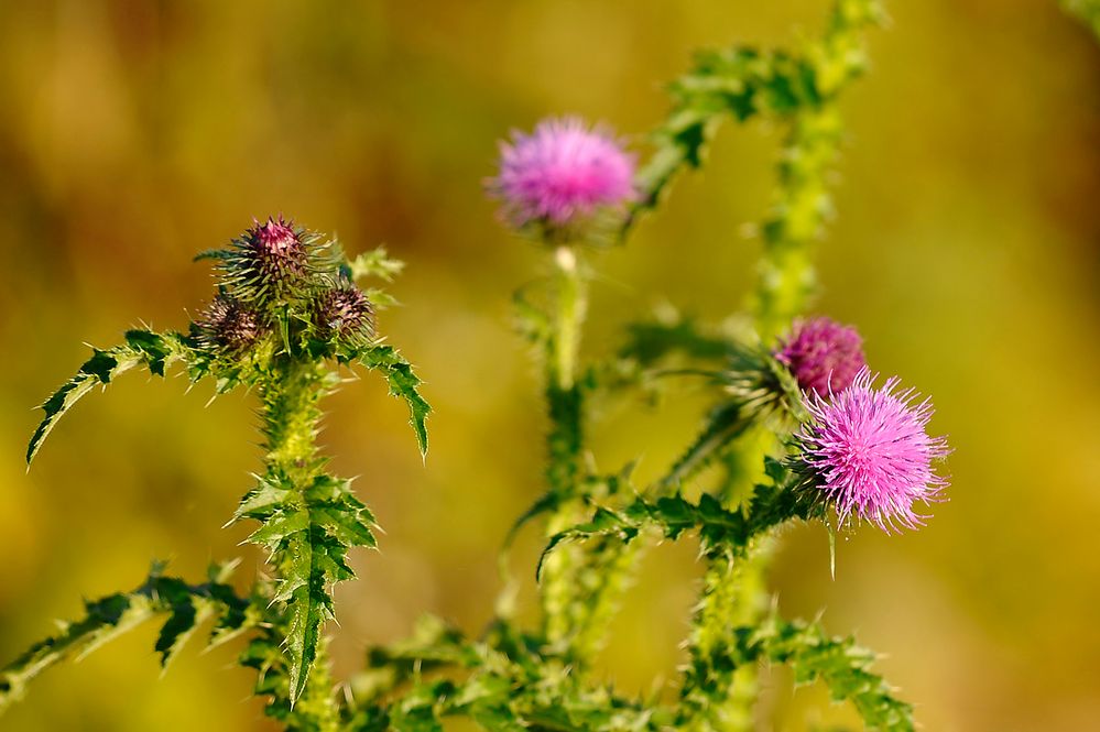 'November'-Distel - blüht wie im Frühjahr! Was ist mit den Jahreszeiten los?