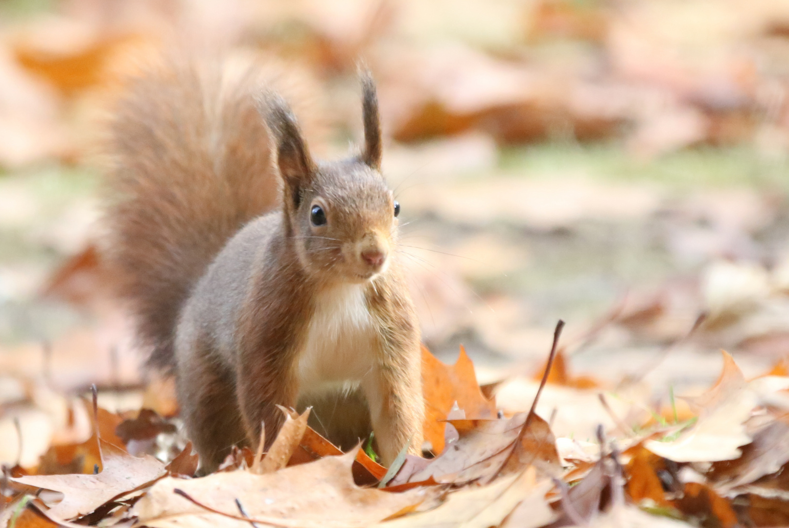 November Eichörnchen