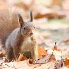 November Eichörnchen