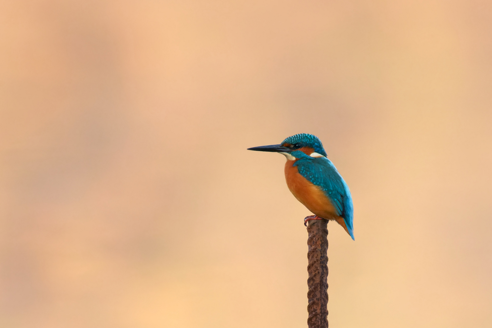 November- Eisvogel (Alcedo atthis)