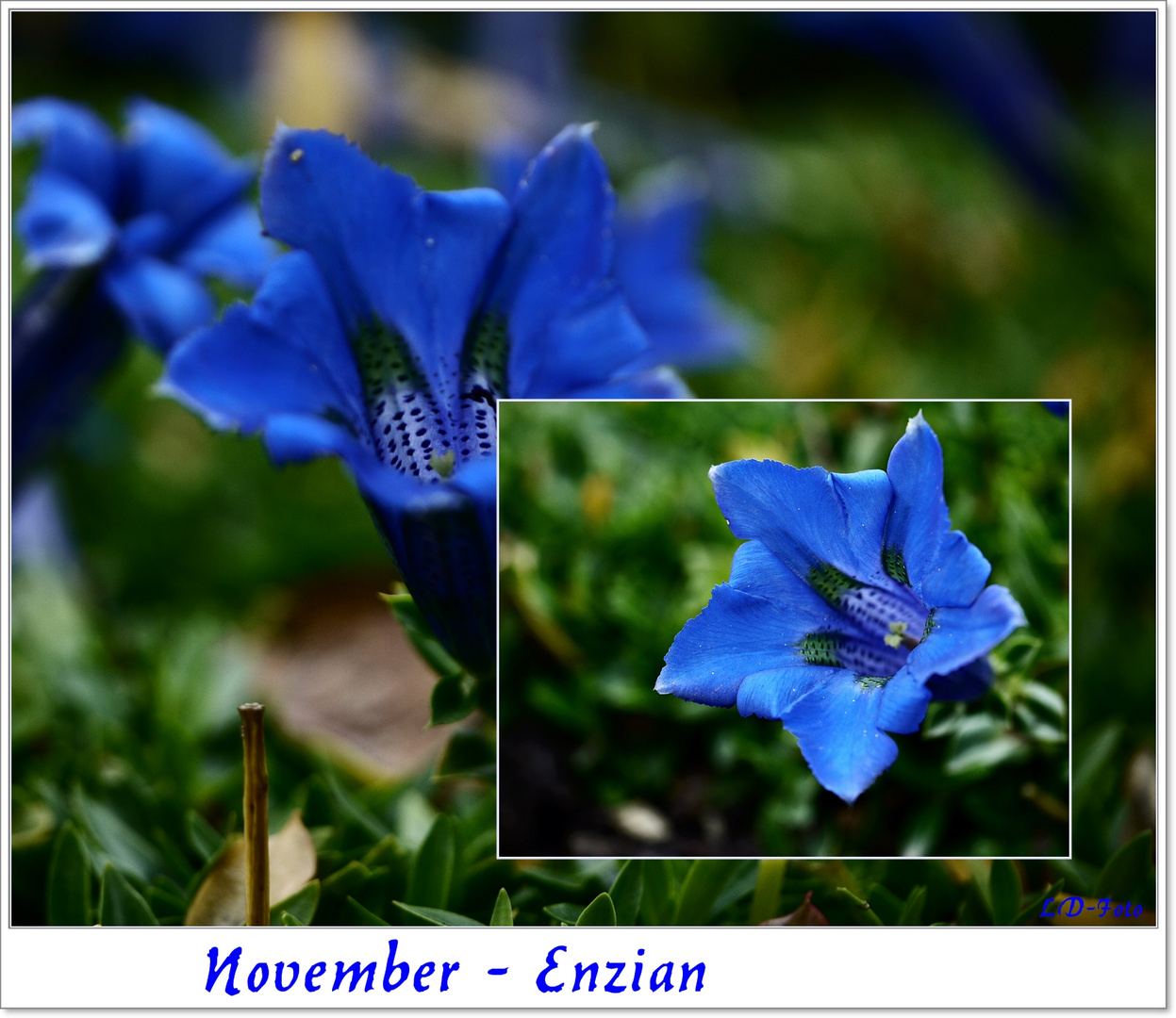 November Enzian