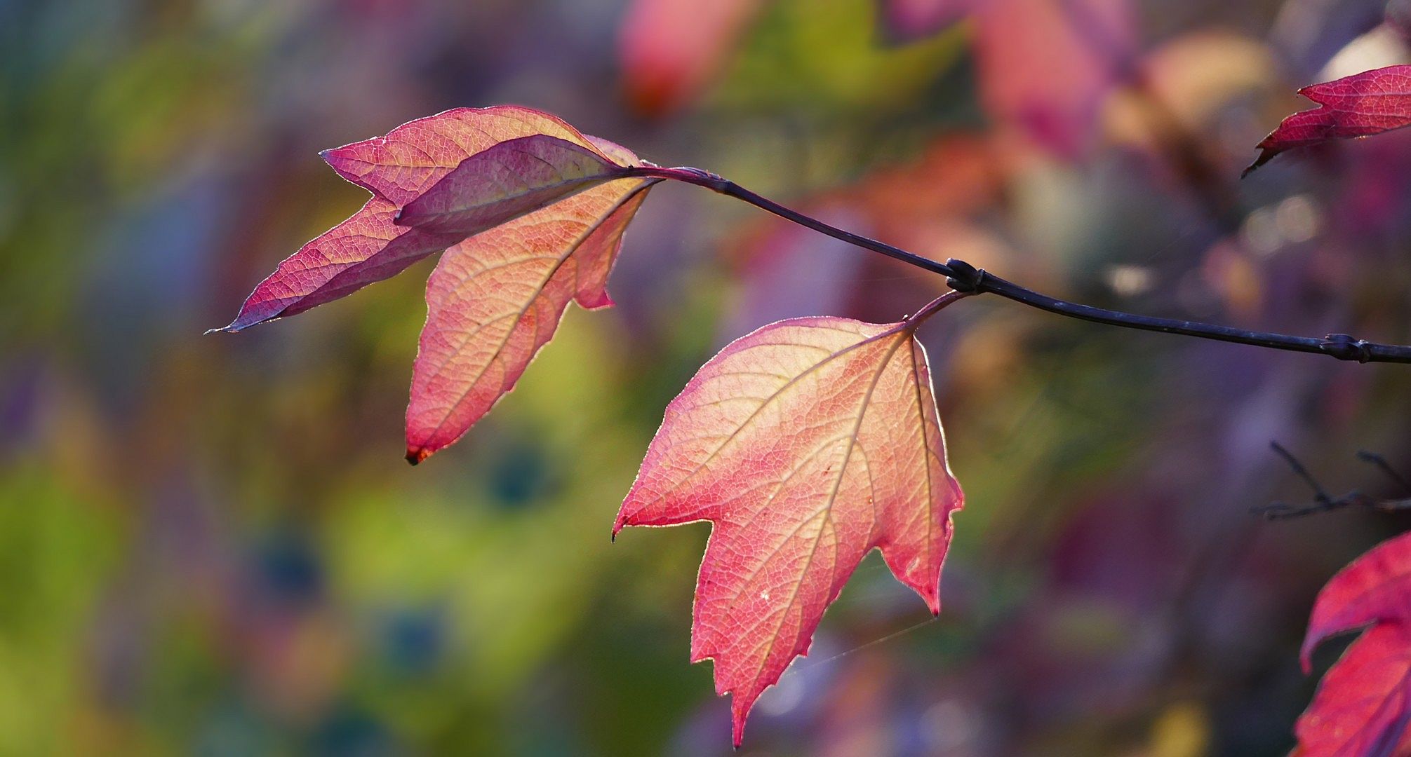 November-Farben...