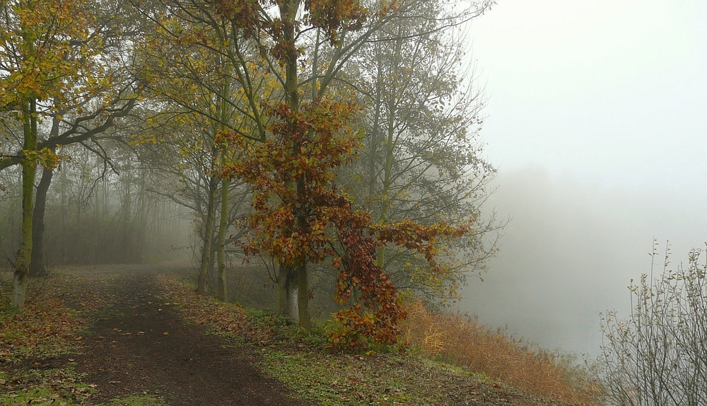 November Fog (1)