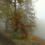 November Fog (1)