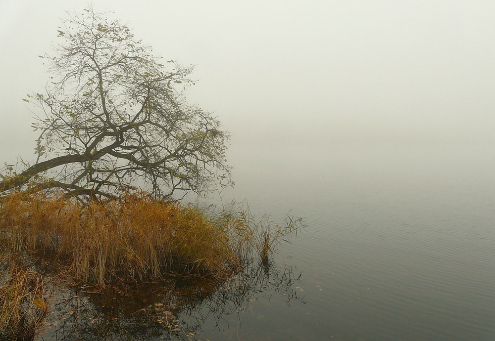 November Fog (2)