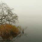 November Fog (2)