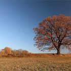 November-Frostmorgen