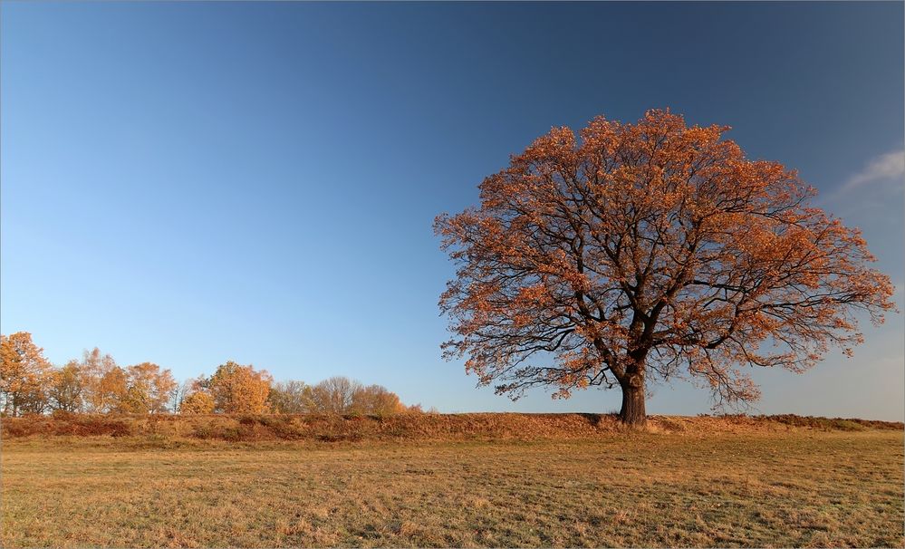 November-Frostmorgen