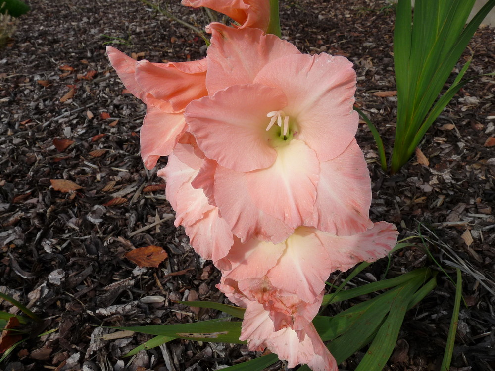 November-Gladiole