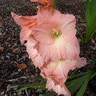 November-Gladiole