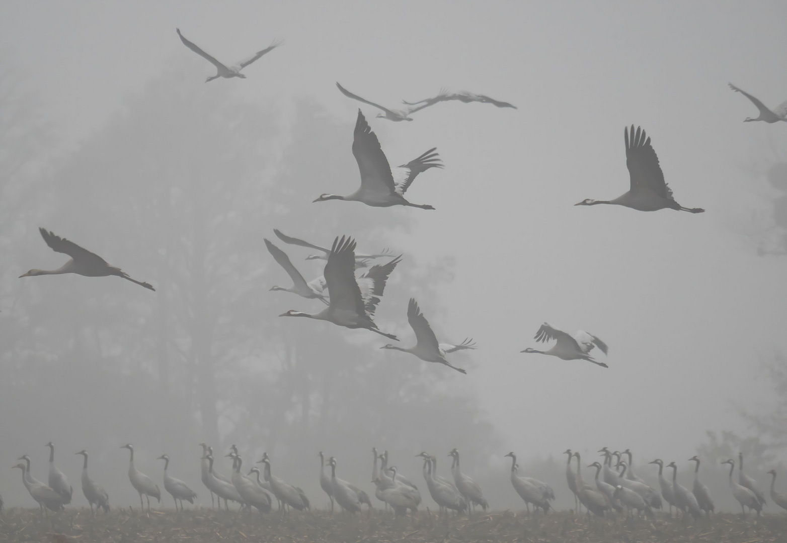 November - grau ...