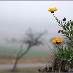 November - Grau mit Blümchen