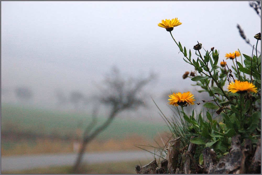 November - Grau mit Blümchen