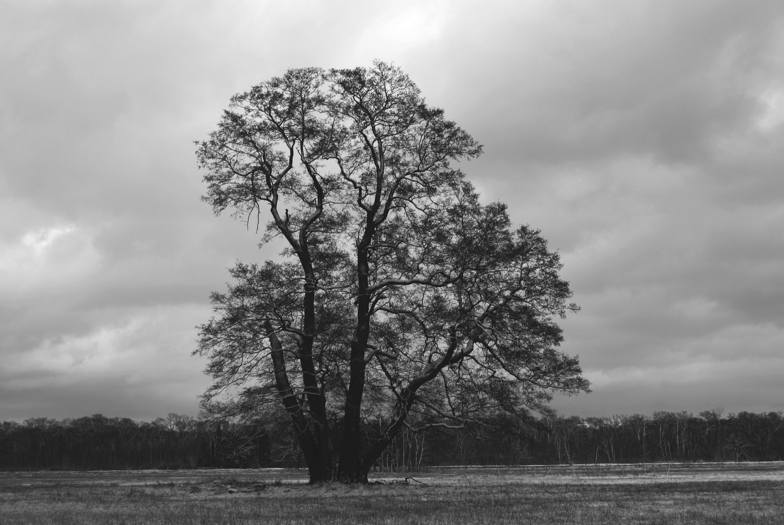 November - grauer Riese