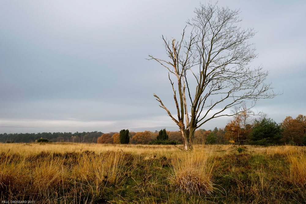 November Heide 5469