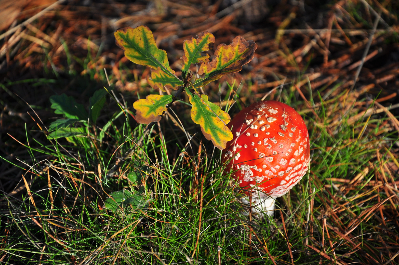 November Herbst mit Fliegenpilz.....