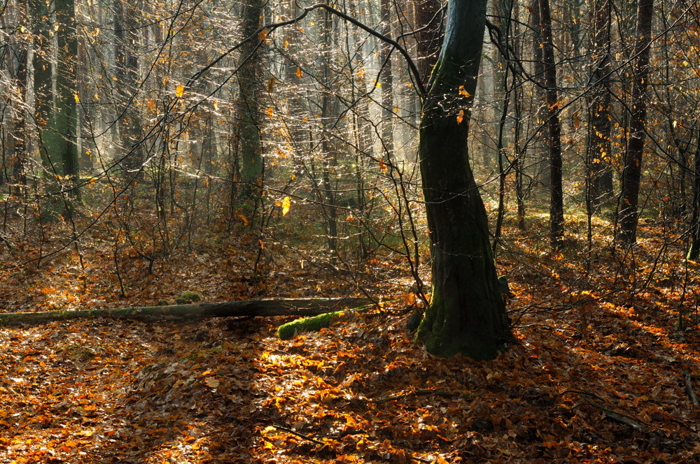 November-Herbstwald