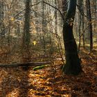 November-Herbstwald