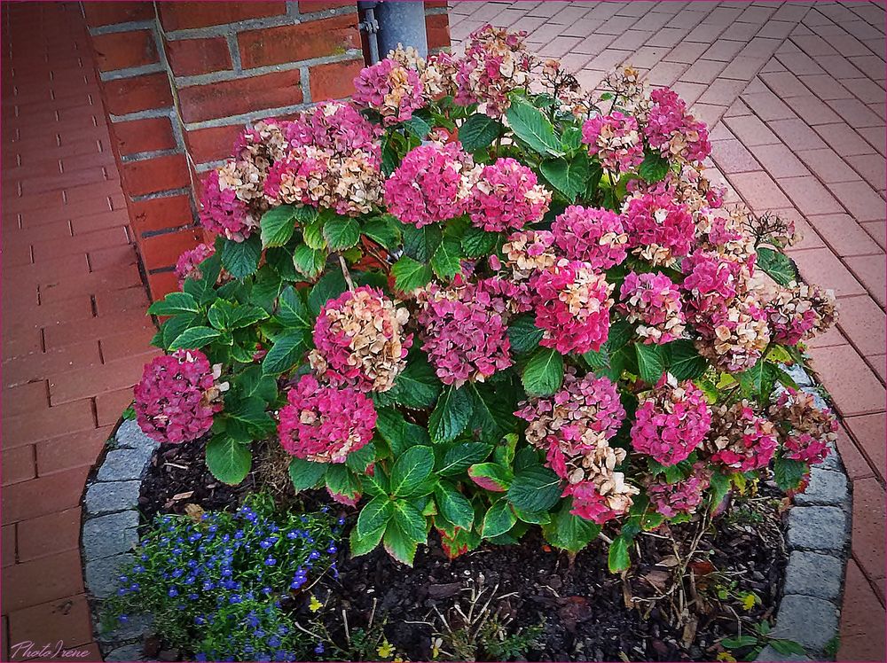 November-Hortensie