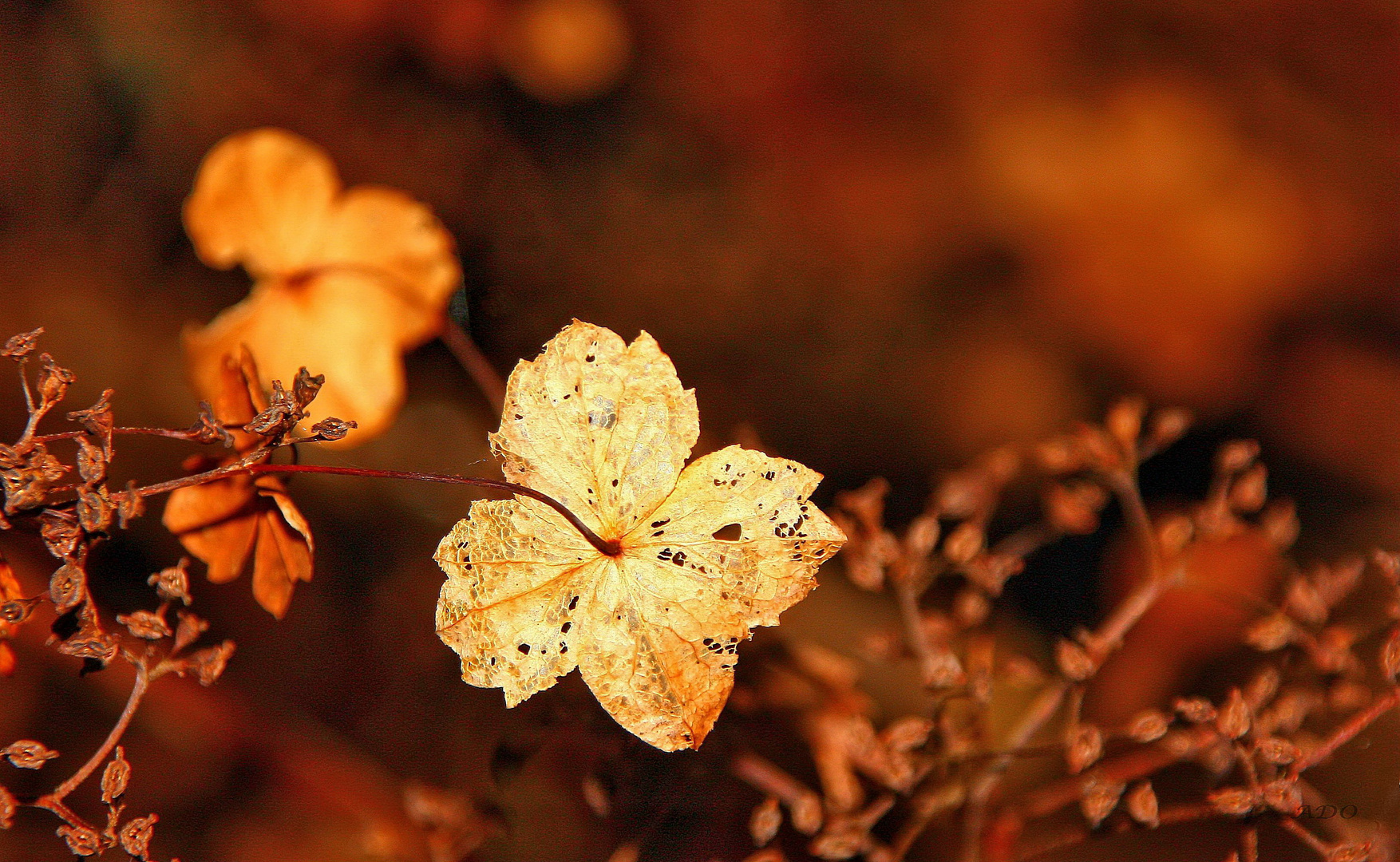 November Hydrangea