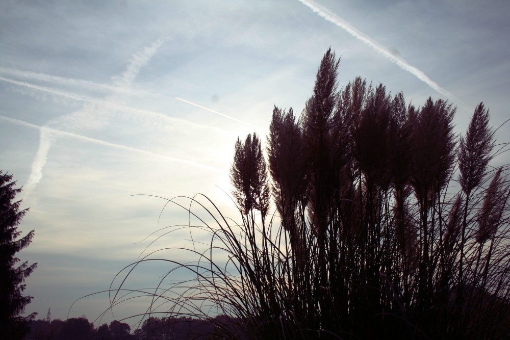 November Idylle im Garten