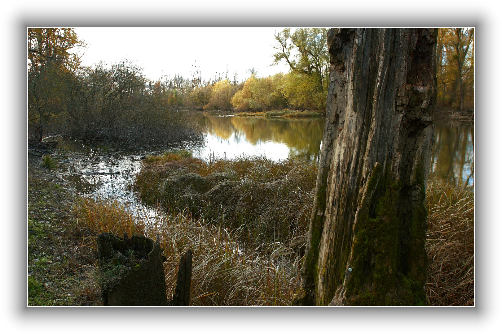 November im Auwald, Rhein