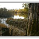 November im Auwald, Rhein