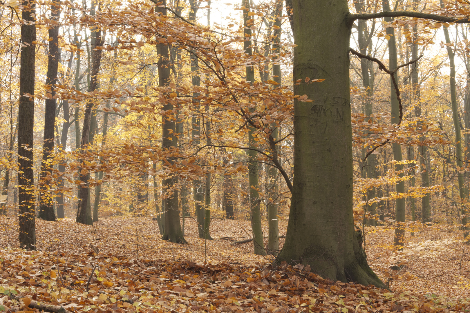 November im Buchenwald