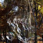 November im englischen Garten