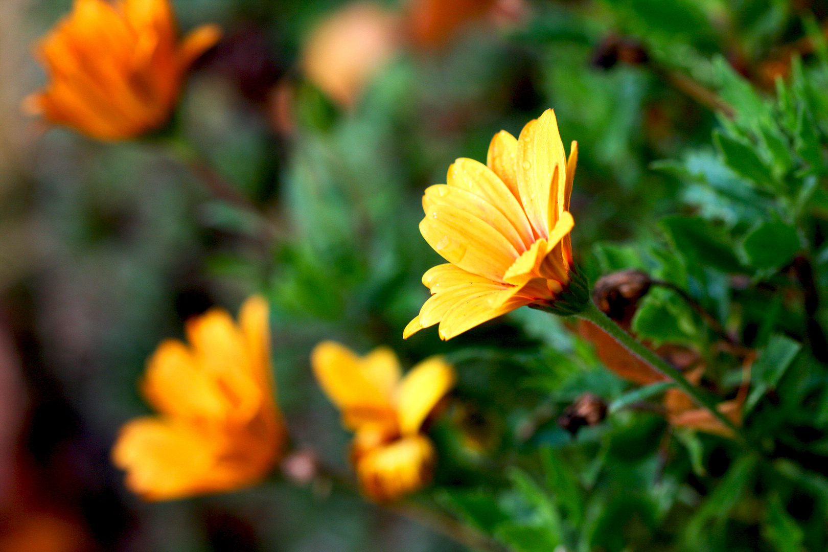 November im Garten Foto & Bild jahreszeiten, herbst