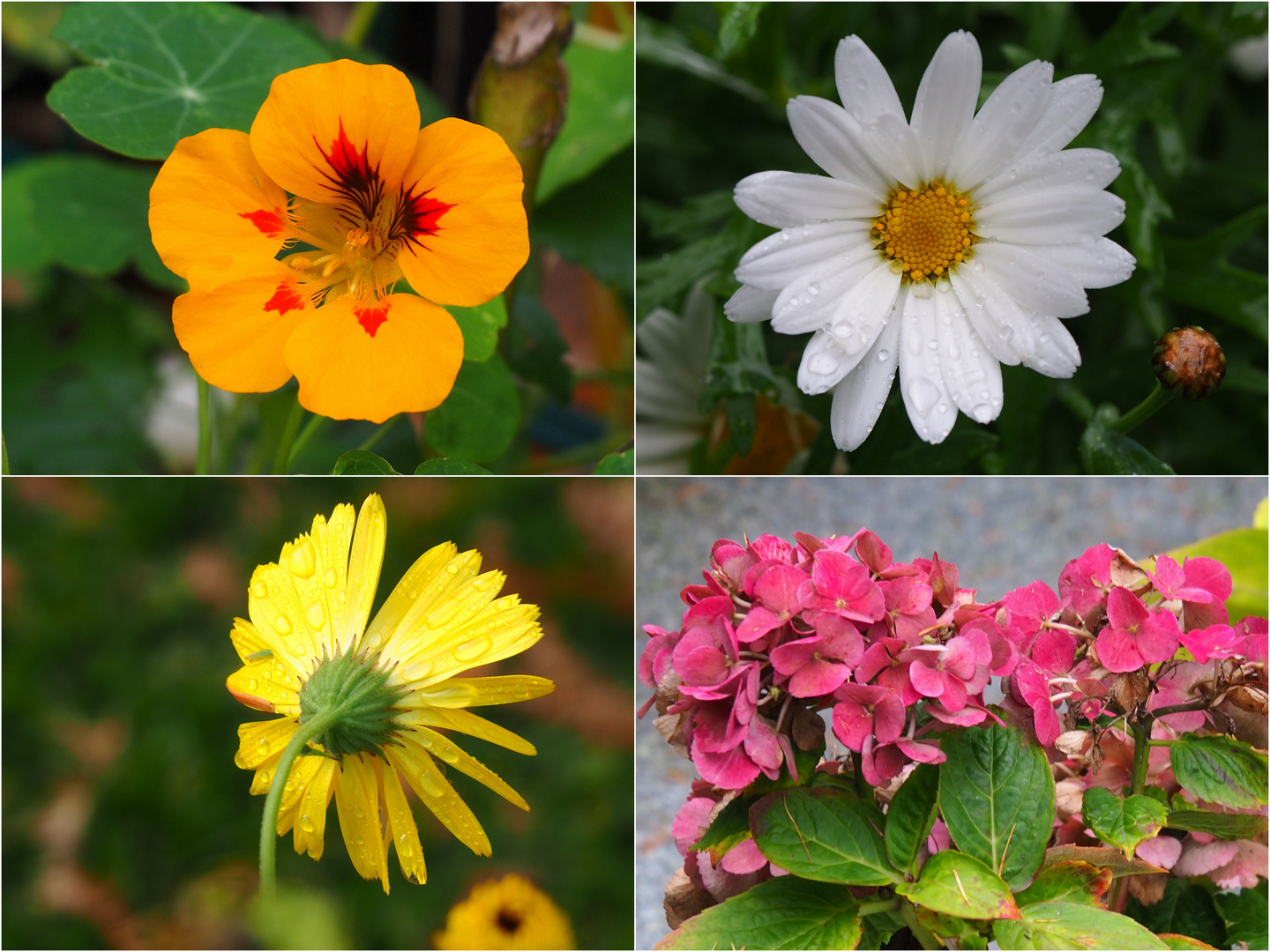  November im Garten