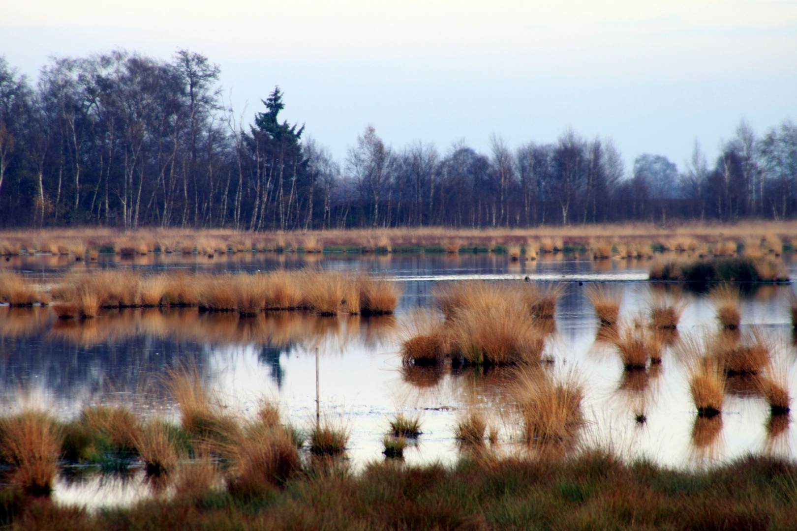 November im Moor