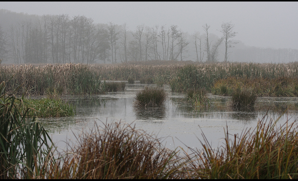 November im Moor..