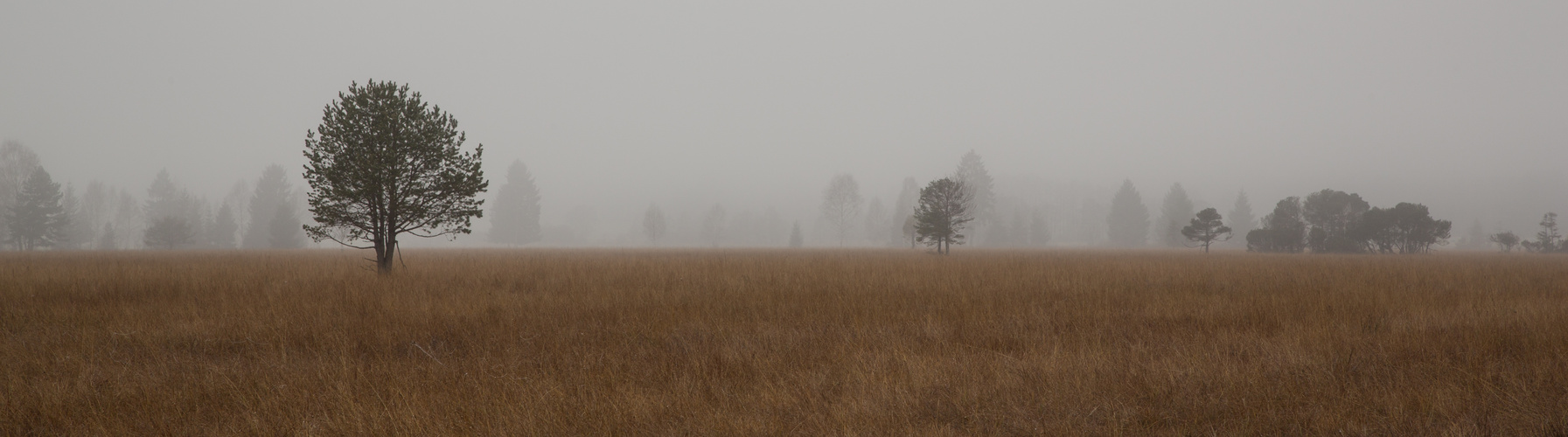 November im Murnauer Moor