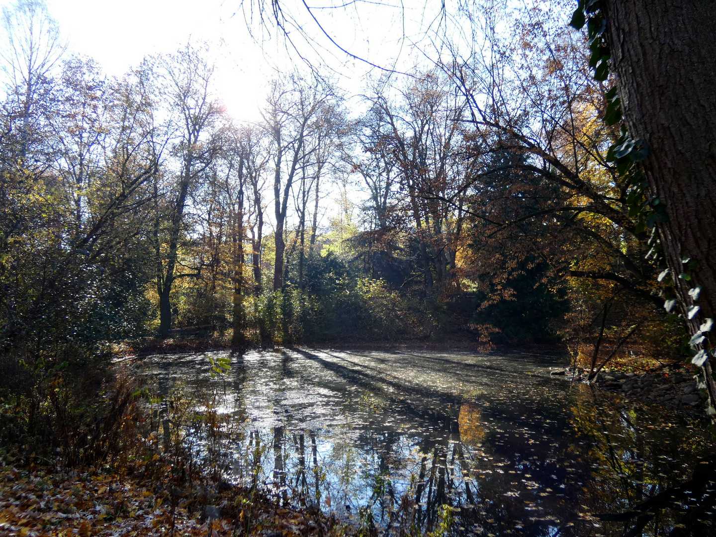 November im Park 13