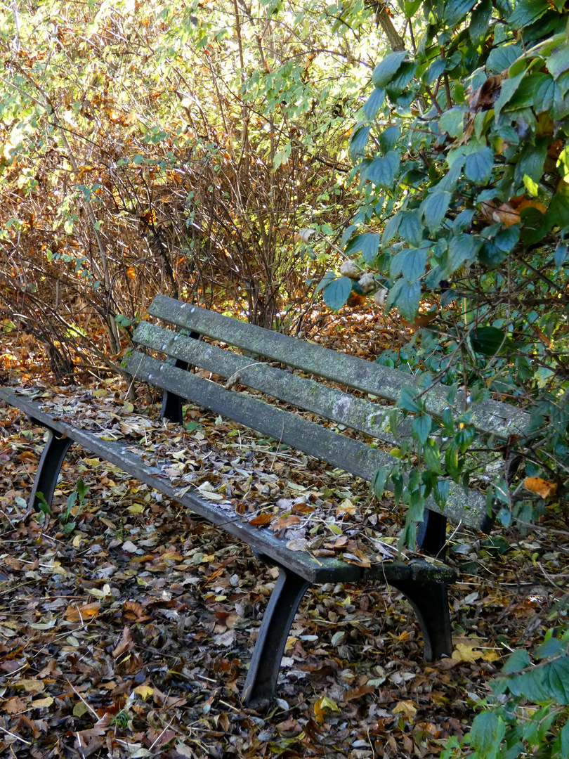 November im Park 5