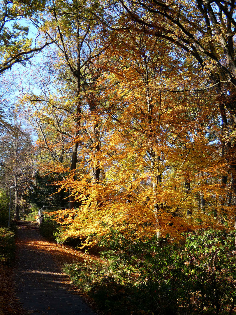 November im Park 5