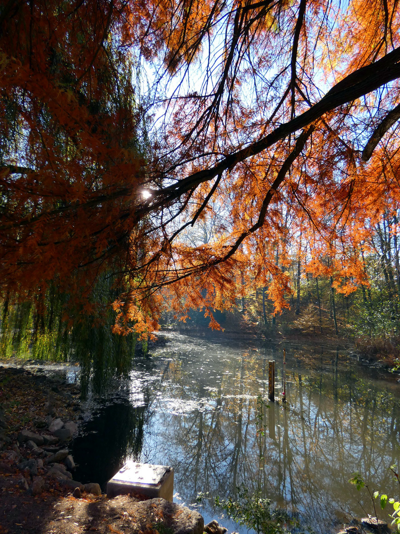 November im Park 8