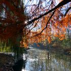 November im Park 8