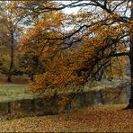 November im Park .