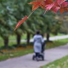 November im Park...