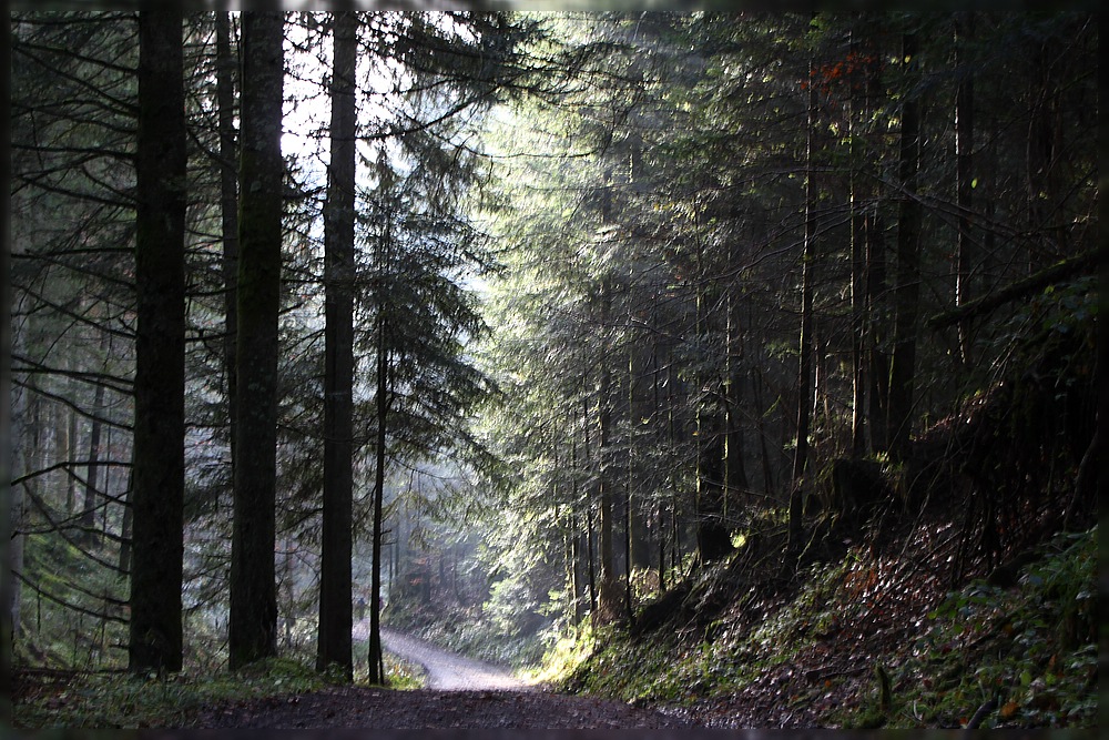 November im Schwarzwald